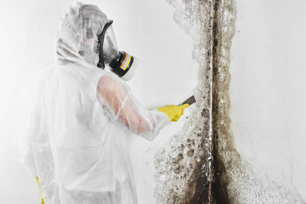 Mold Removal and Inspection in Temple Terrace, FL
