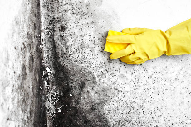Best Local Mold Removal Service  in Temple Terrace, FL