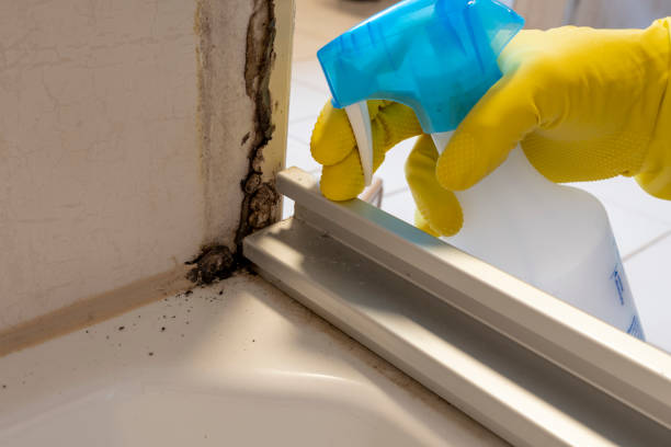 Best Fast Mold Removal  in Temple Terrace, FL