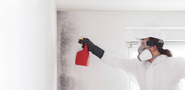 Mold Testing and Removal in Temple Terrace, FL
