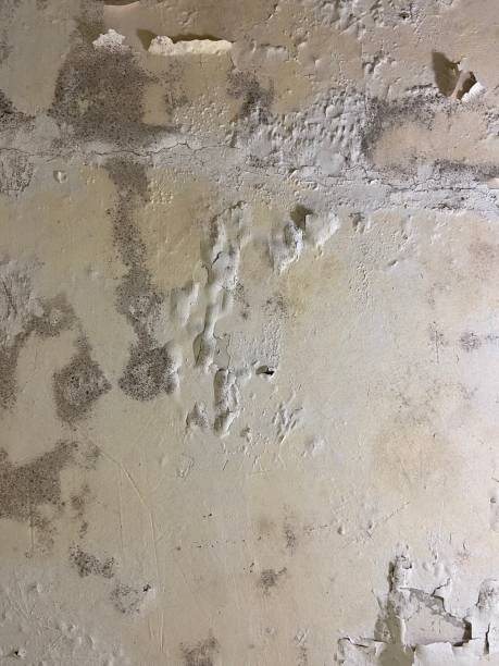 Best Crawl Space Mold Removal  in Temple Terrace, FL