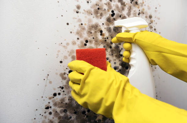 Best Attic Mold Removal  in Temple Terrace, FL