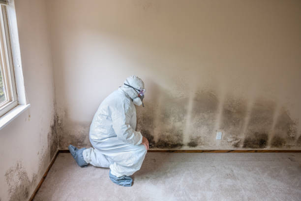 Certified Mold Removal in Temple Terrace, FL