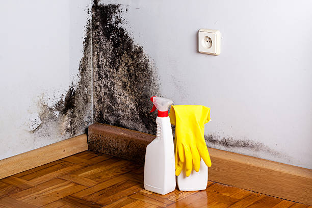 Professional Mold Removal in Temple Terrace, FL
