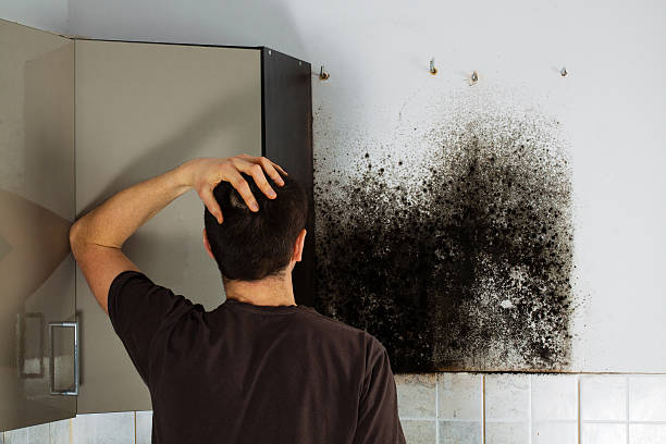 Best Mold Removal Company Near Me  in Temple Terrace, FL